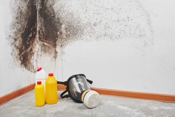 Best Kitchen Mold Remediation in Bull Run, VA