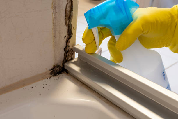 Best Black Mold Remediation in Bull Run, VA