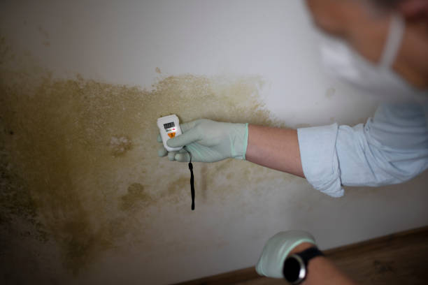 Best Residential Mold Remediation in Bull Run, VA