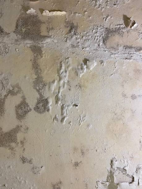 Best Mold Remediation for Specific Building Types in Bull Run, VA