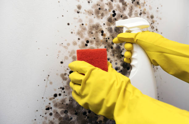 Best DIY Mold Remediation Support Services in Bull Run, VA