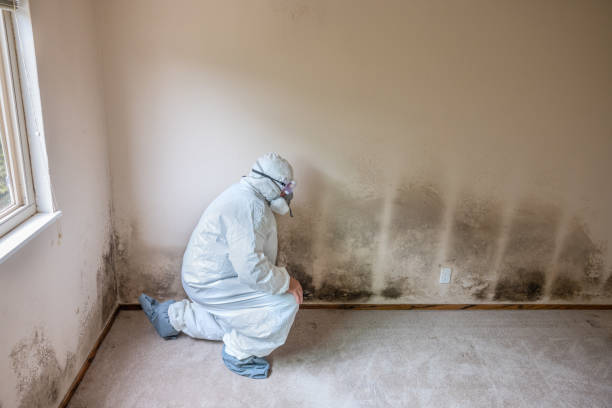 Best Health and Safety Mold Remediation in Bull Run, VA
