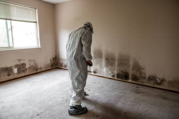 Best Residential Mold Remediation in Bull Run, VA
