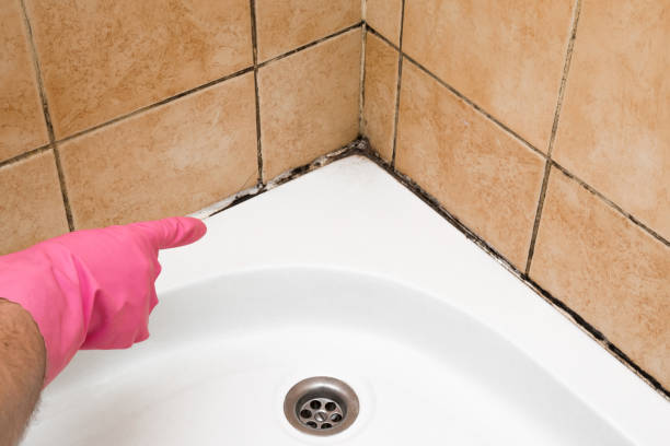 Best Mold Remediation for Schools in Bull Run, VA
