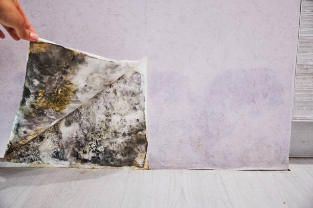 Best Attic Mold Remediation in Bull Run, VA